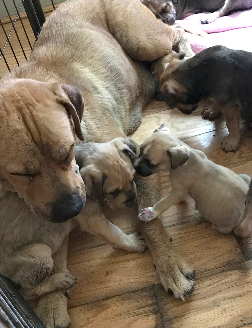 rescue-hurricane-florence-martinsville-091418-imgmam1c