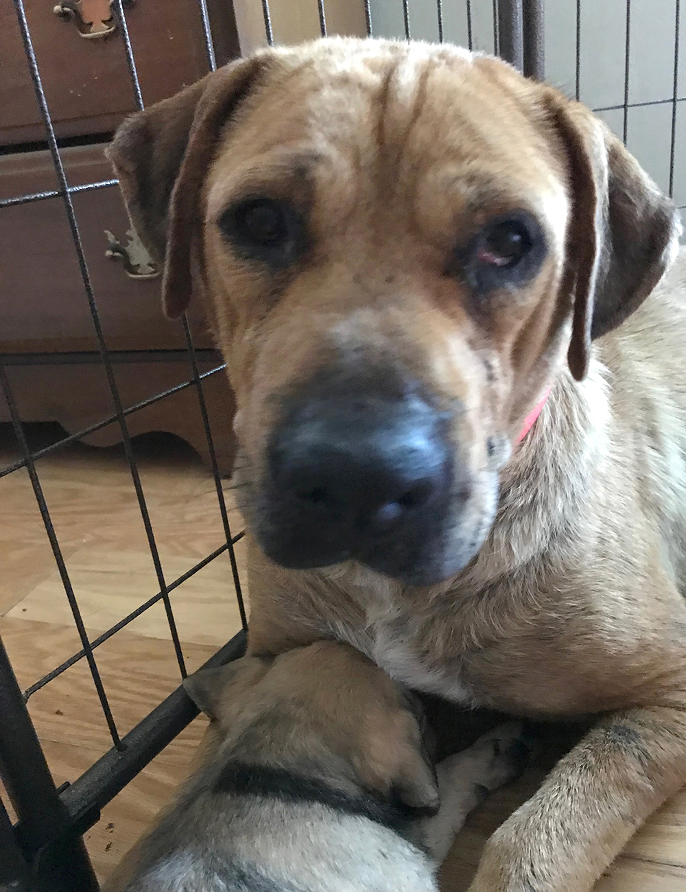 rescue-hurricane-florence-martinsville-091418-imgmam1d
