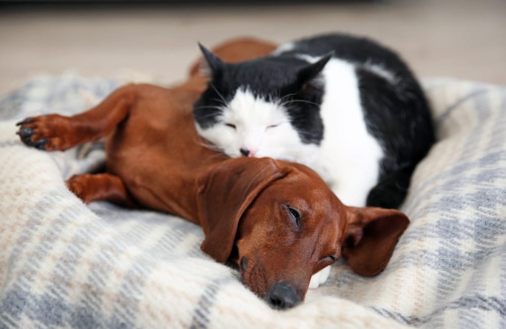 behavior-training-pet-proof-sleeping-blanket