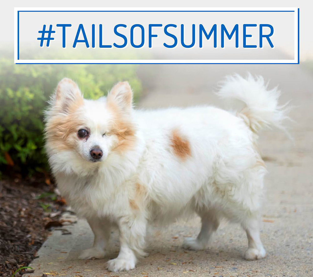 blog-national-dog-day-tailsofsummer-mason