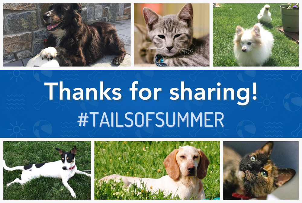 blog-national-dog-day-tailsofsummer-thanks
