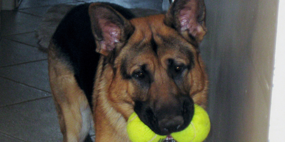 donor-spotlight-2q2017-spielman-dog-hunter-featured-image
