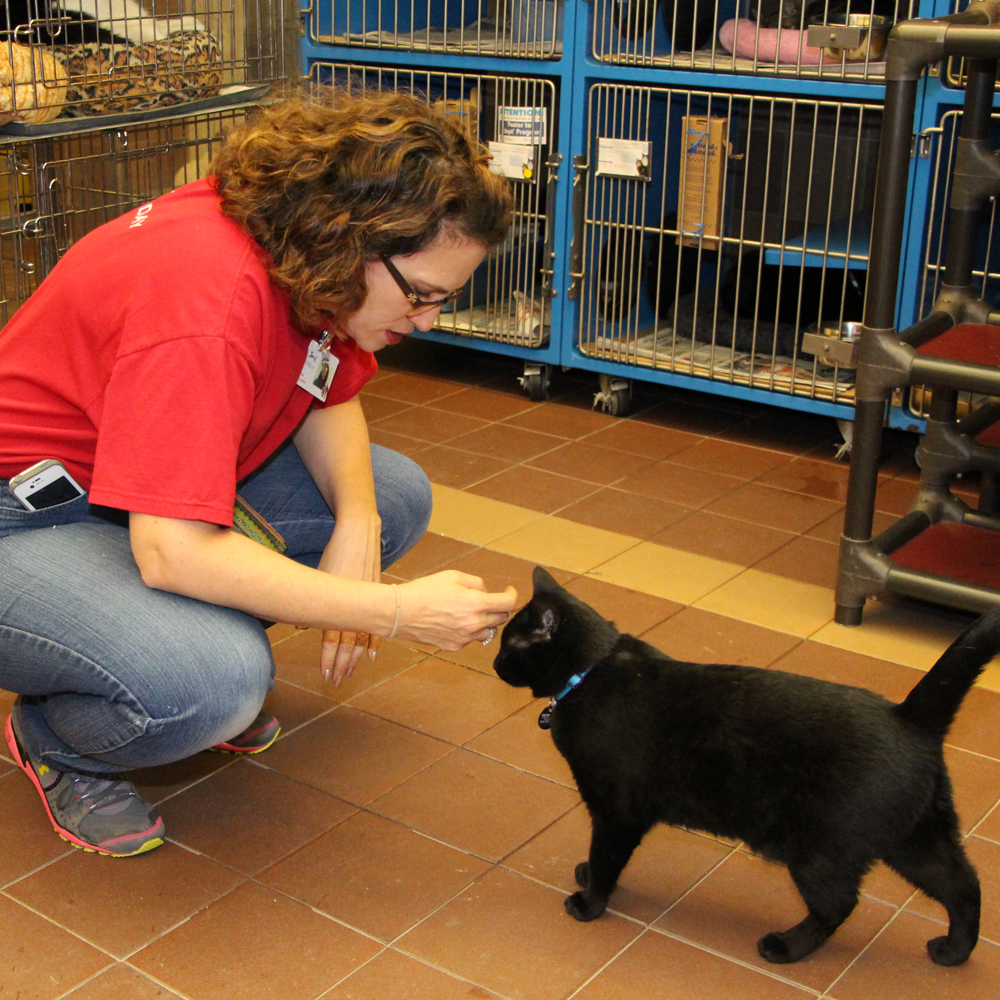 faces-of-the-league-kate-haslbauer-playing-with-black-cat-10072014