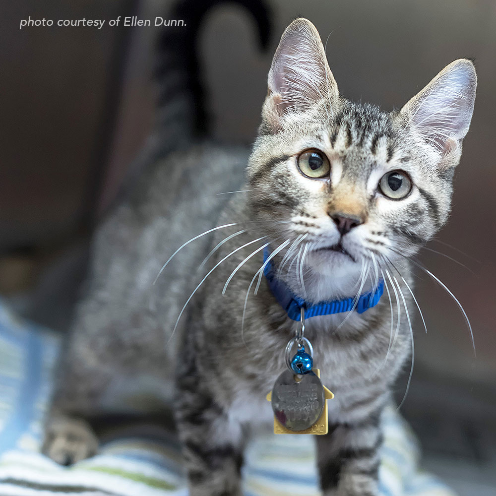 e3307-dash-grey-tabby-short-hair-ed Meet Dash