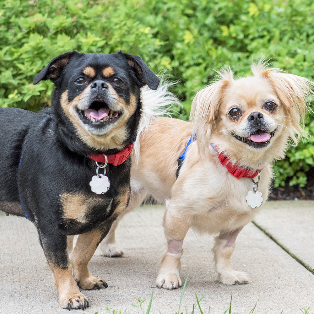 t99375-t99376-rosie-lily-harvey-rescue-ed2 Meet Rosie & Lily