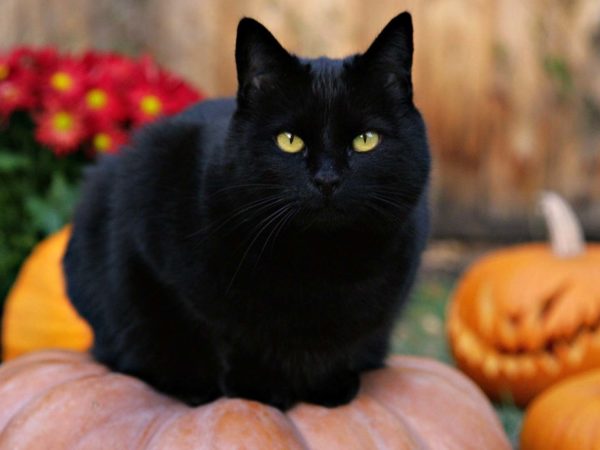 expert-advice-halloween-safetyy-tips-black-cat-pumpkin
