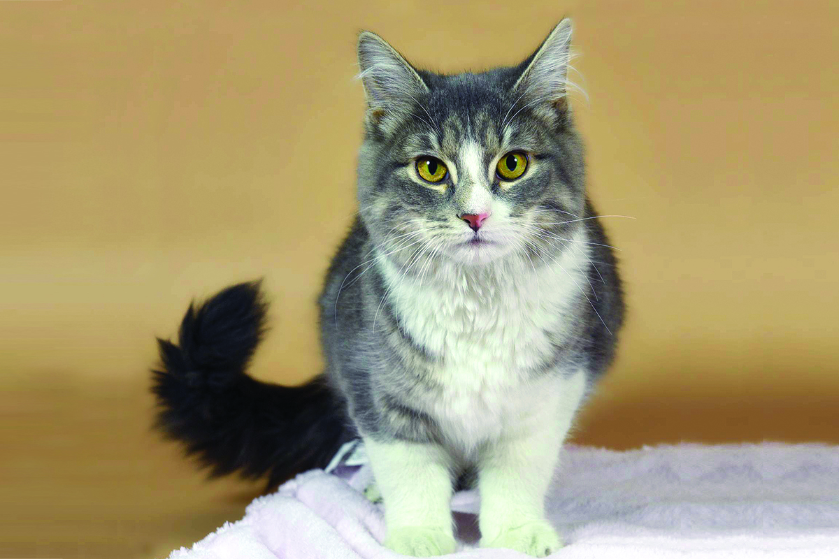 adoption-story-sponsor-pet-pretty-kitty-083115v1
