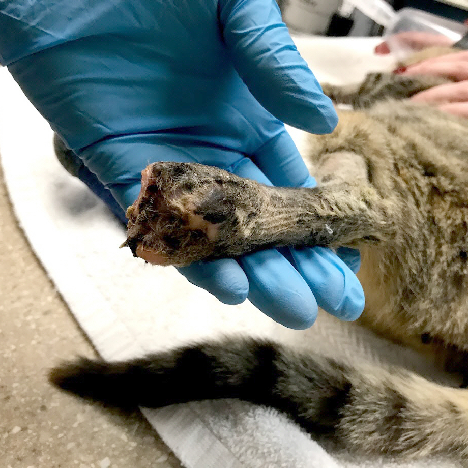 rescue-emergency-cranberry-left-hind-leg-121218