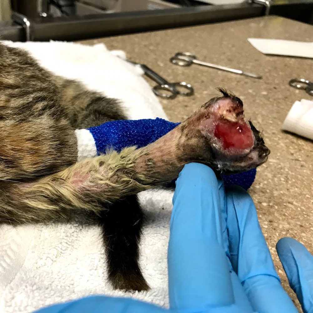 rescue-emergency-cranberry-right-hind-leg-121218