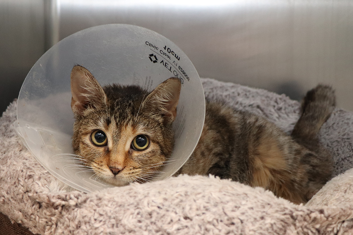 rescue-emergency-cranberry-update-img1641-122018