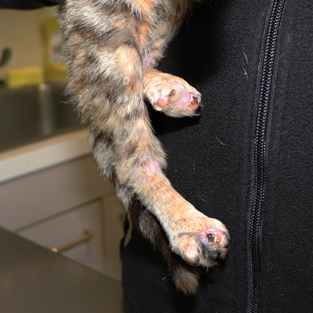 rescue-emergency-cranberry-update-img1667-122018