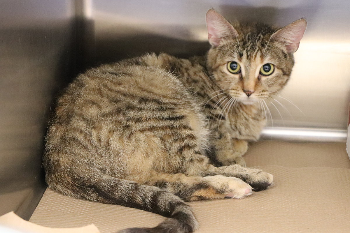 rescue-emergency-cranberry-update-img1847-011119