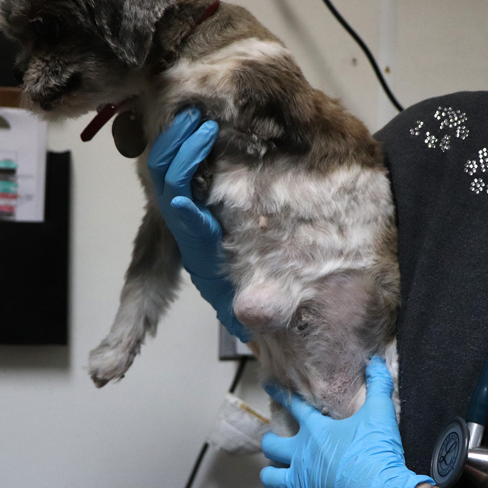 rescue-story-lucy-mill-dog-exam-img1304