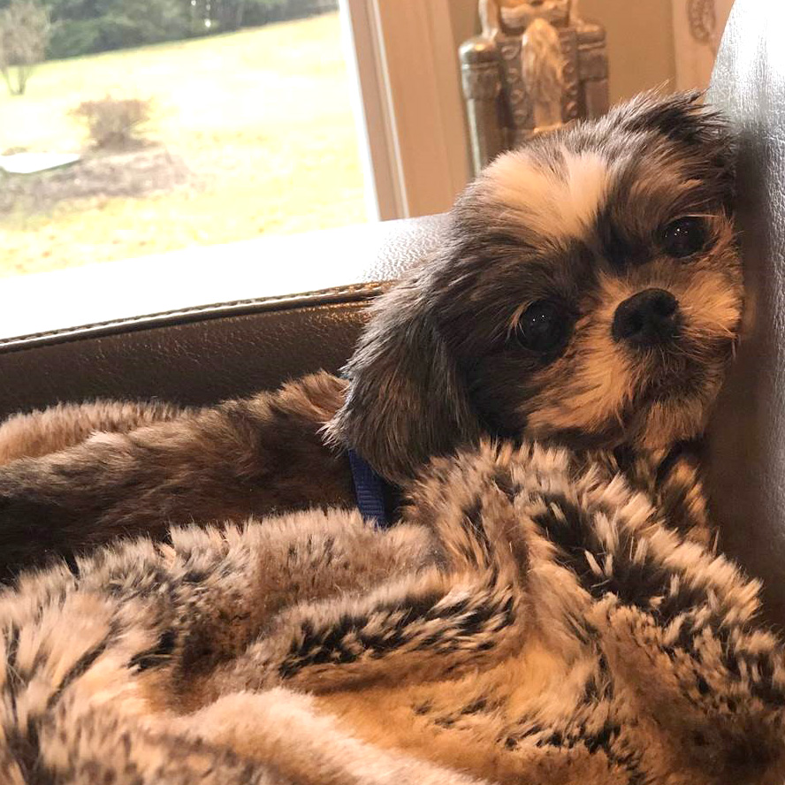 rescue-story-lucy-mill-dog-in-foster-home