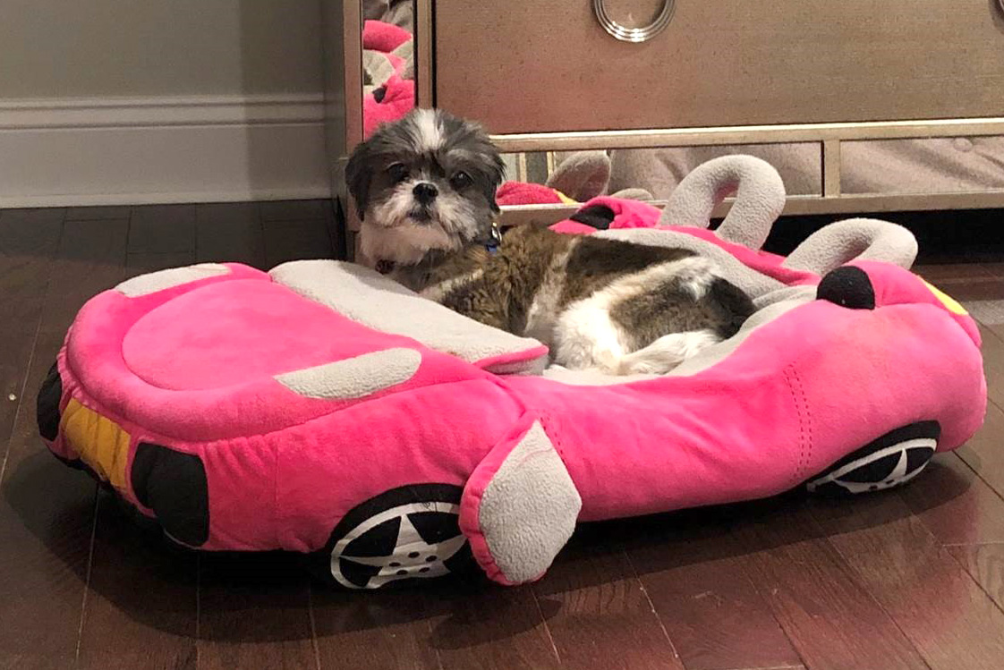 rescue-story-lucy-mill-dog-in-pink-convertible