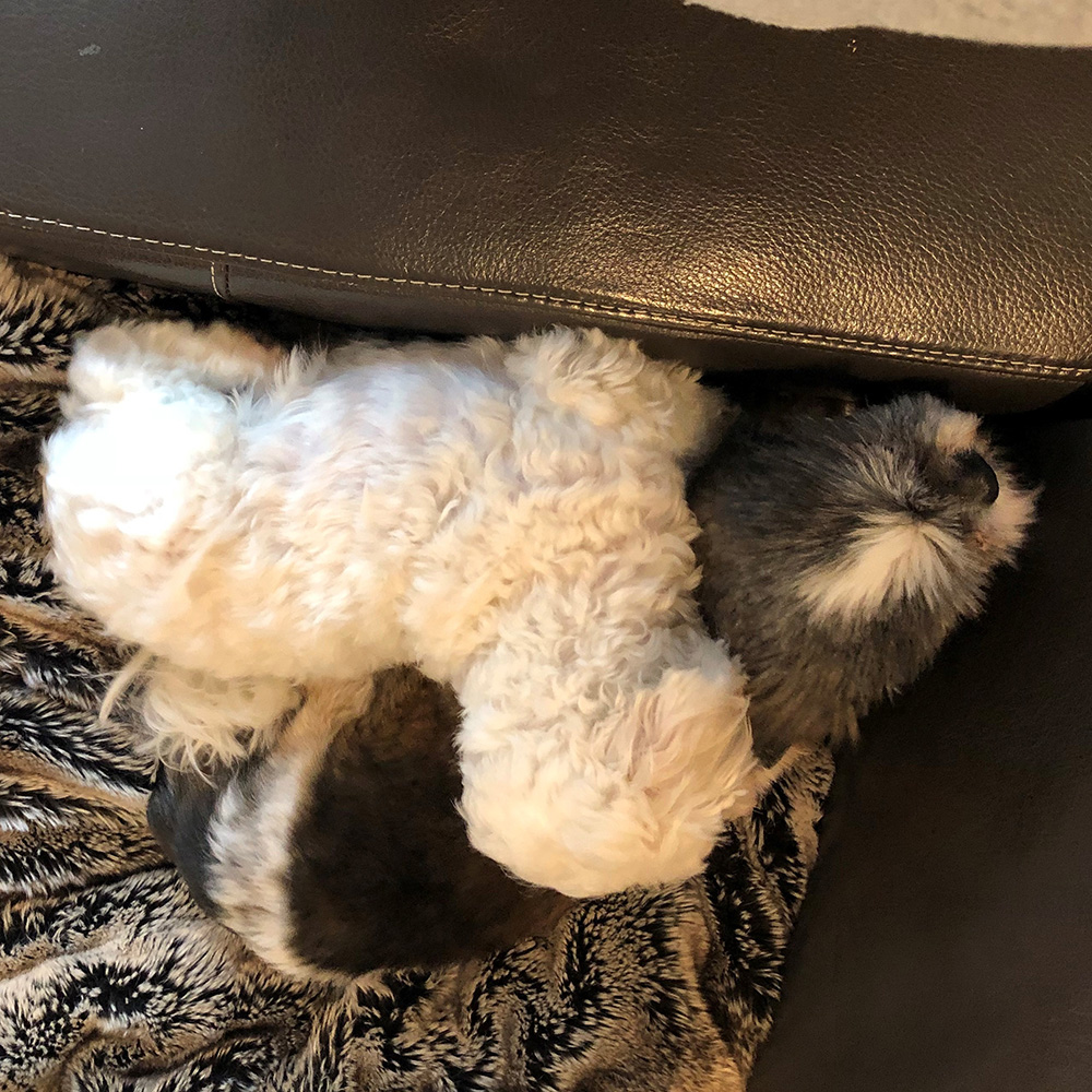 rescue-story-lucy-mill-dog-with-cannoli