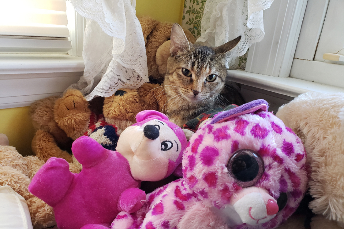 cranberry-adoption-update-20190121_151119