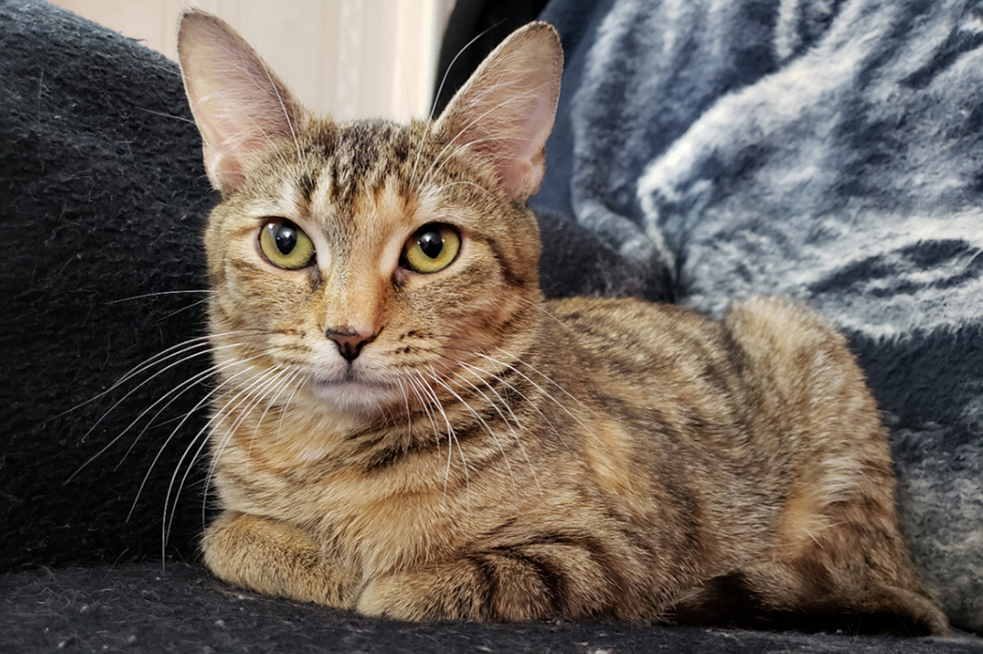 cranberry-adoption-update-20190127_020514