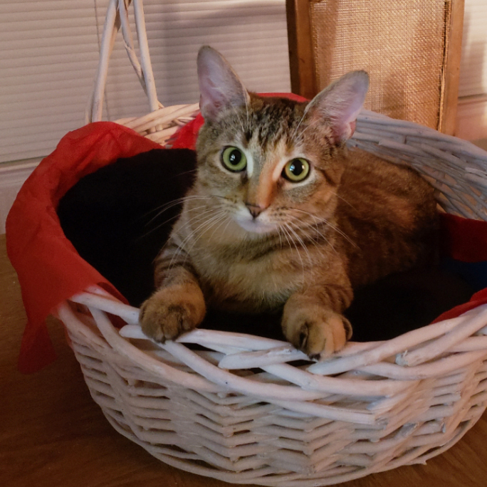 cranberry-adoption-update-20190208_202728