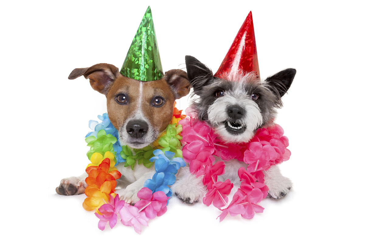 feature-dogust-1st-birthday-dogs