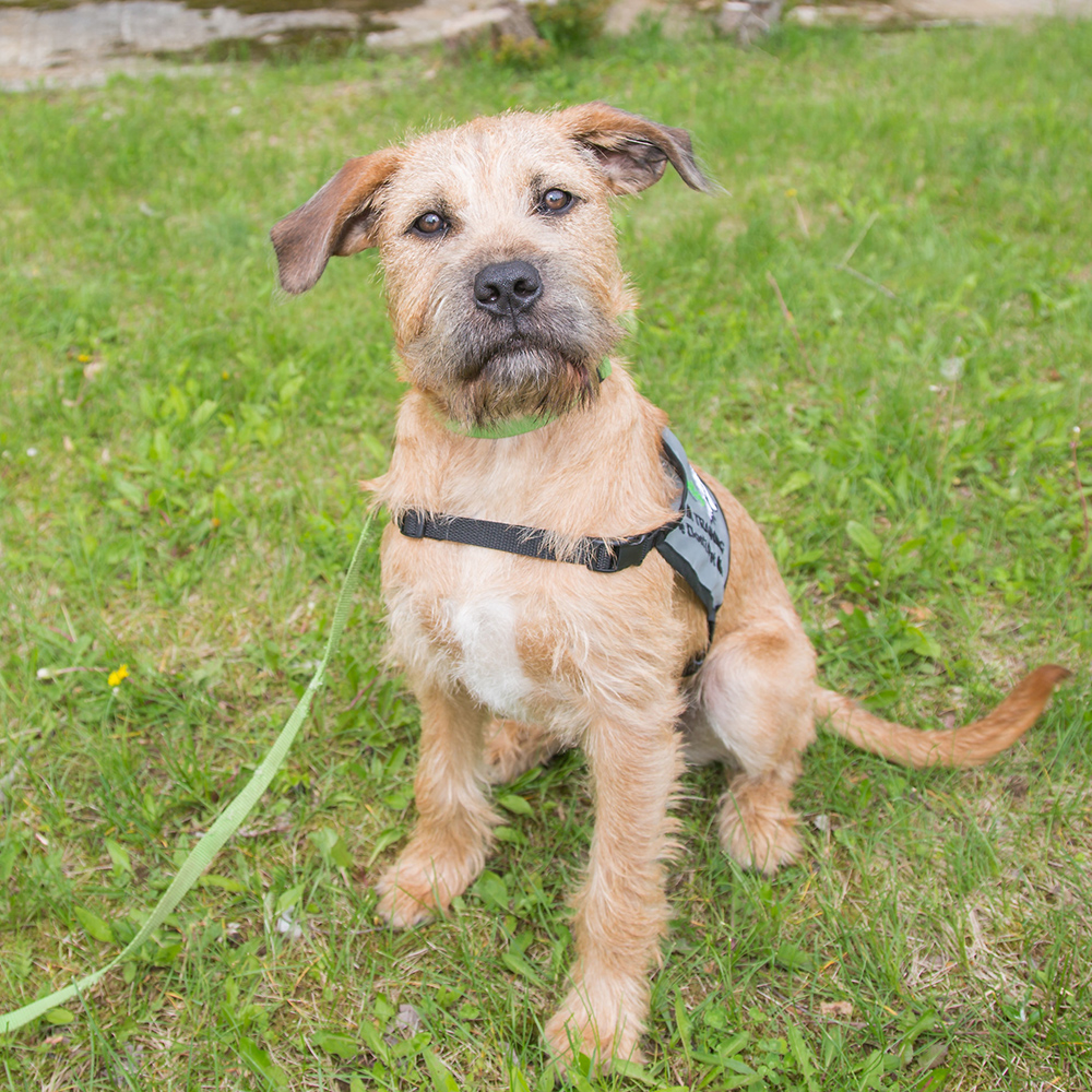 2019-putnam-service-dogs-benji-051819 Benji