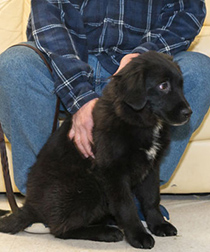 2019-putnam-service-dogs-chance2-210×252 Charlie