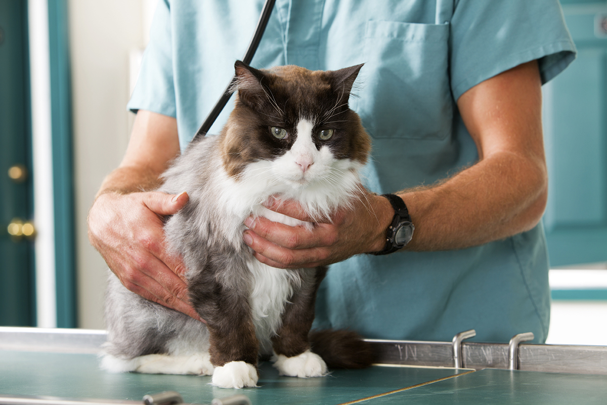 Cat Check-Up