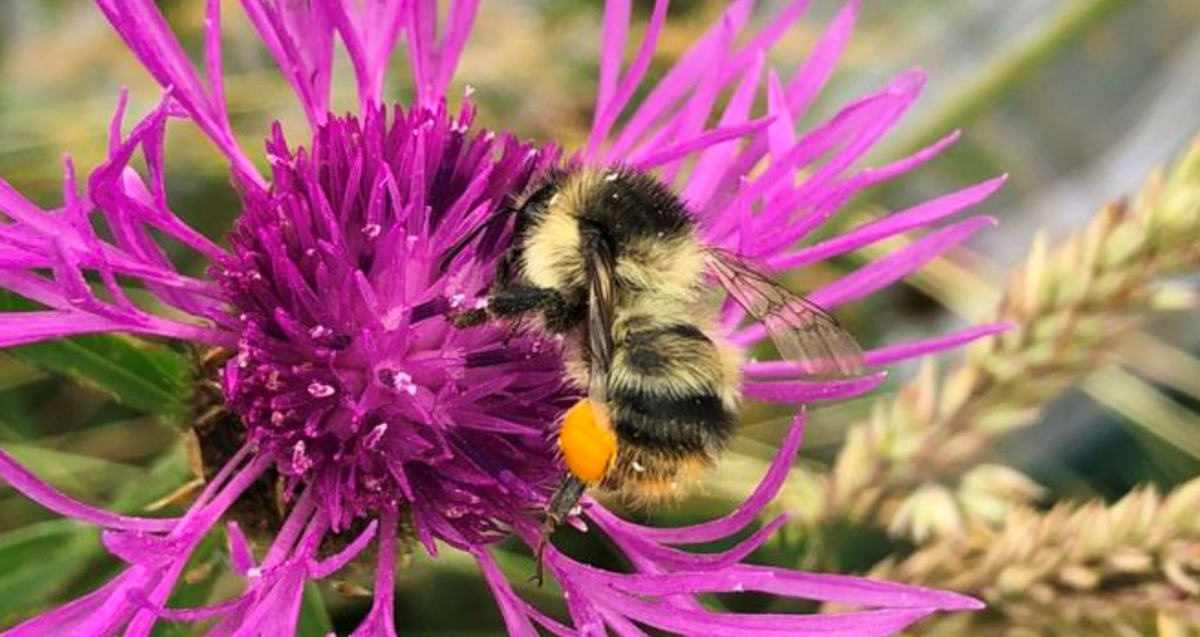 beth-blog-may2020-bees-in-spring