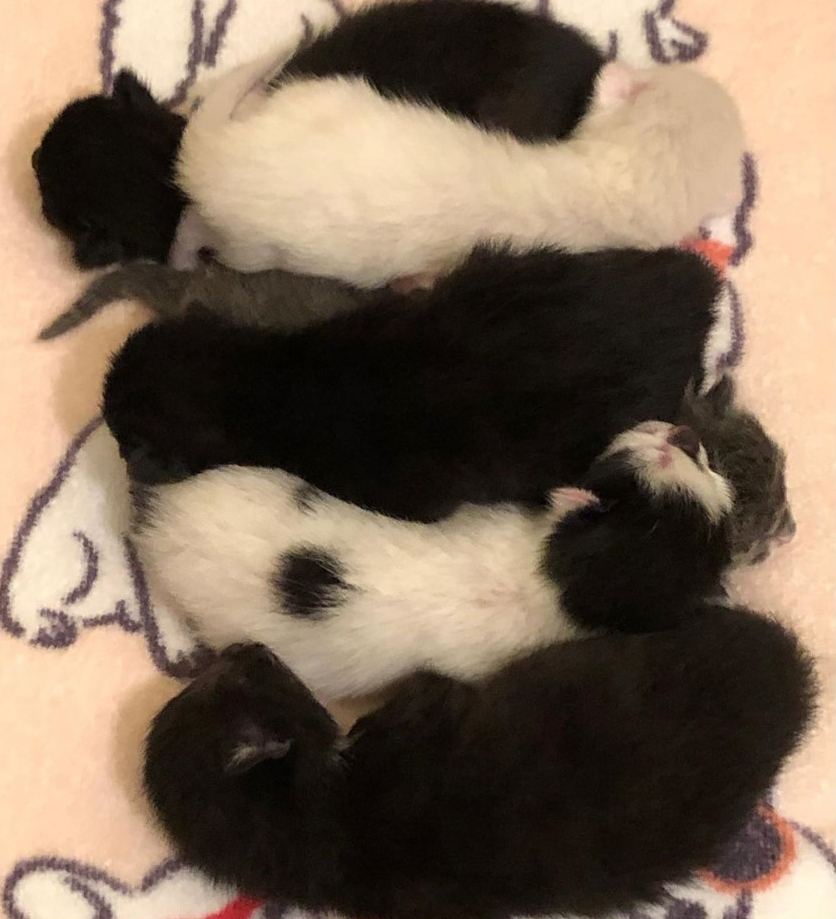 beth-blog-may2020-fifi-babies