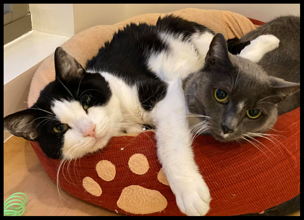 beth-blog-may2020-zoom-buddy-guy-and-sonny-boy