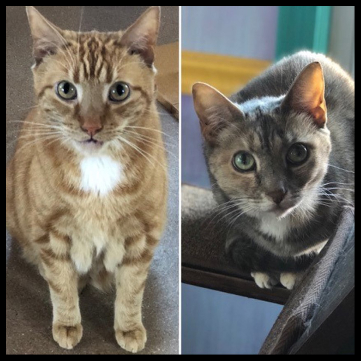 beth-blog-may2020-zoom-gopher-and-meerkat