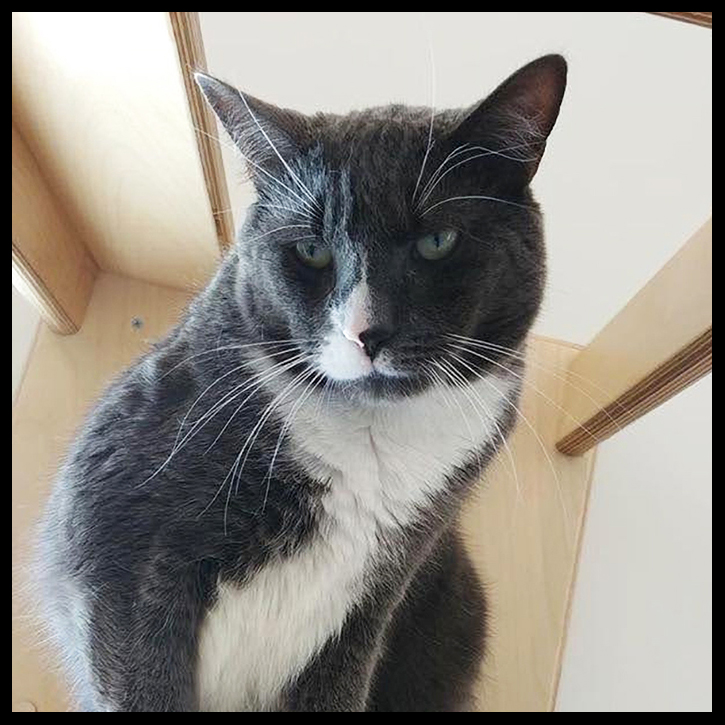 beth-blog-may2020-zoom-mickey-rooney