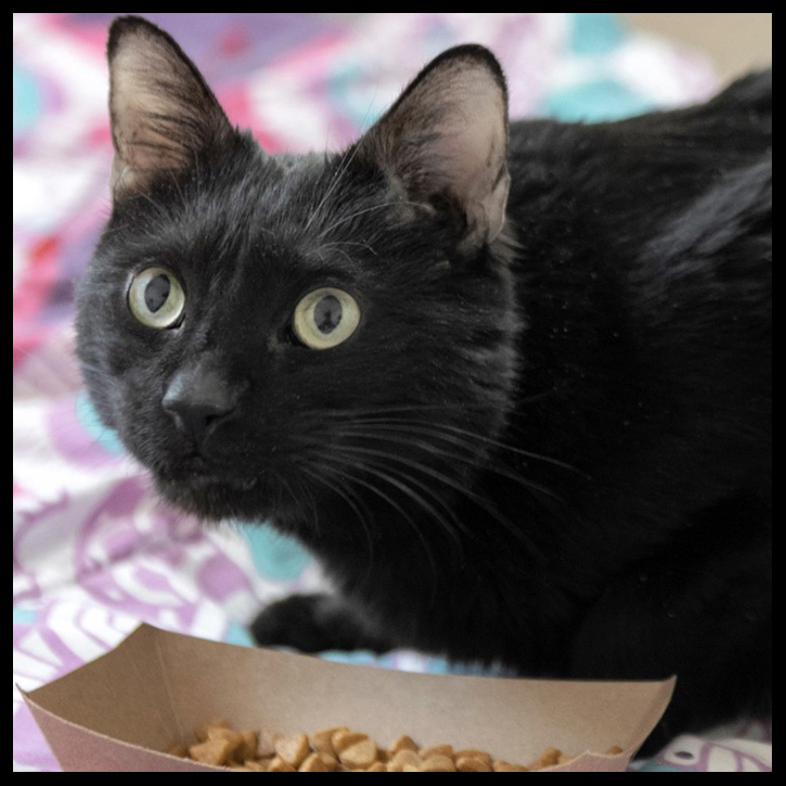 beth-blog-may2020-zoom-pom-pom