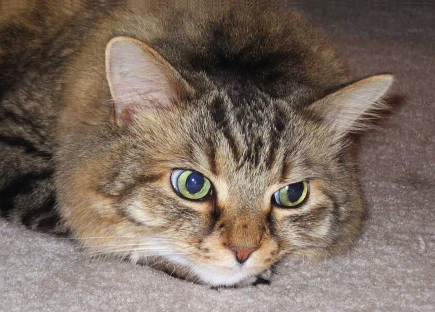 cat1-j.zehring 2015_PawPrints_Q2