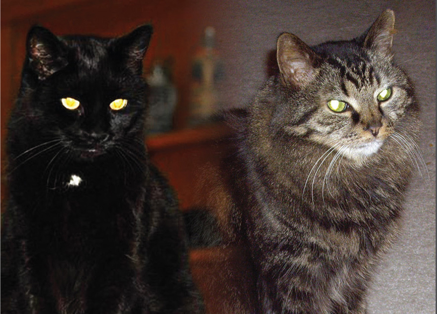 cat2-3-j.zehring 2015_PawPrints_Q2