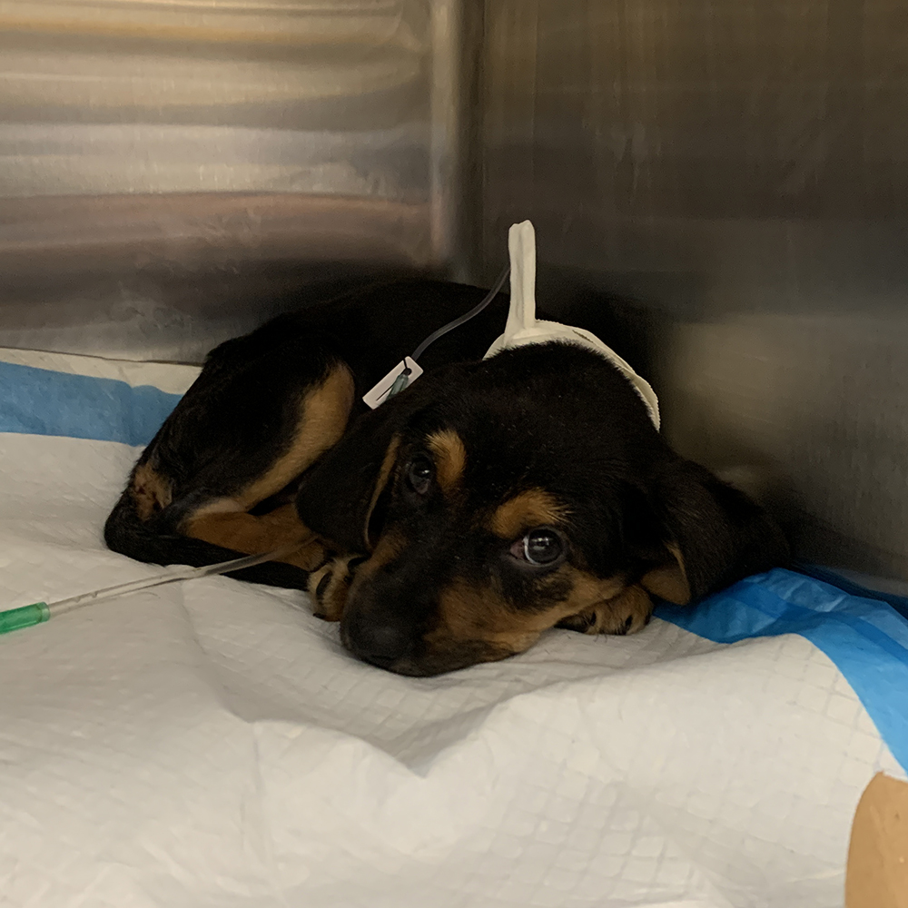 rescue-parvo-pups-july2020-t103026 Yorkie-Poo Trio Fighting to Save Their Lives