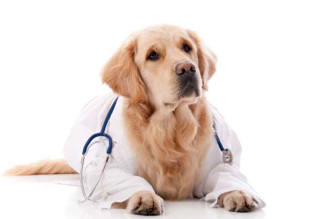 medical-dog-lab-coat-stethoscope