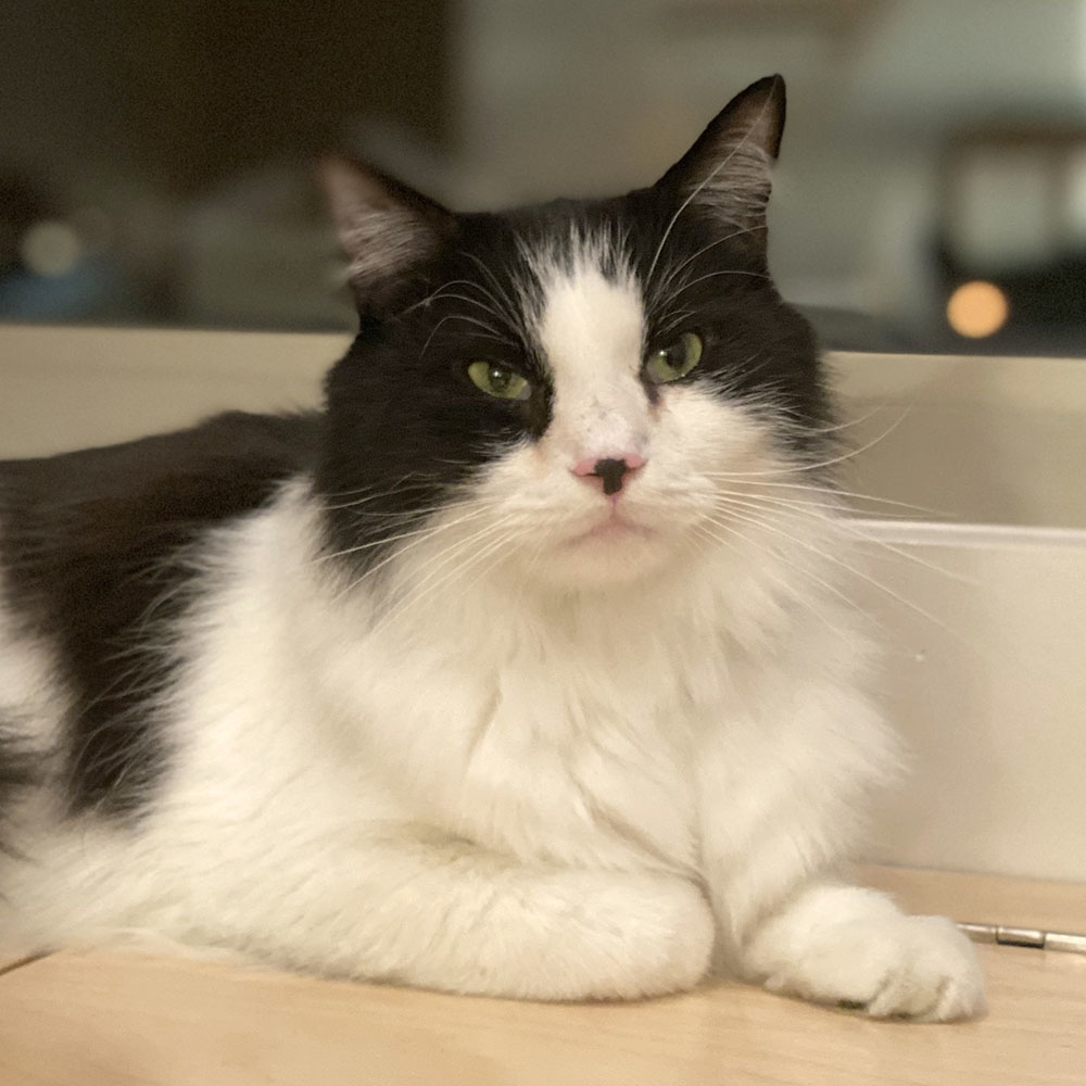 beth-blog-nov2020-bff-cat-gizmo