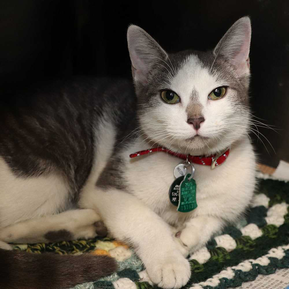 beth-blog-nov2020-bff-cat-nelly