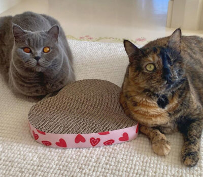 beth-blog-feb2021-1-helen-rose-and-pebble