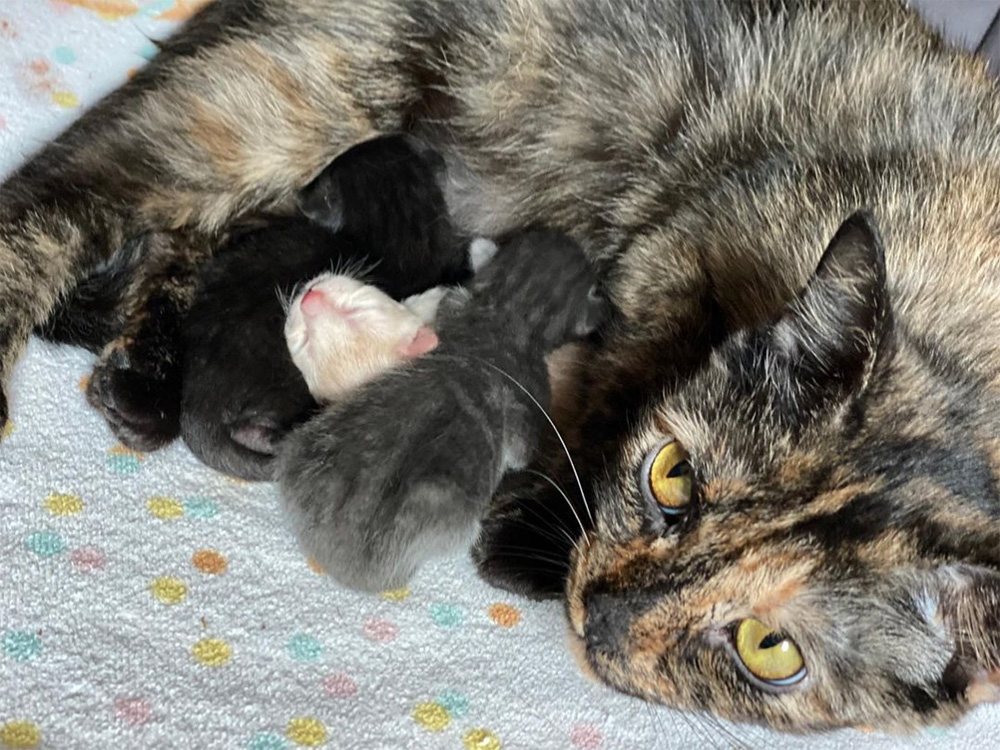 beth-blog-apr2021-7-mama-cherry-litter Mama Cherry Blossom and her litter.
