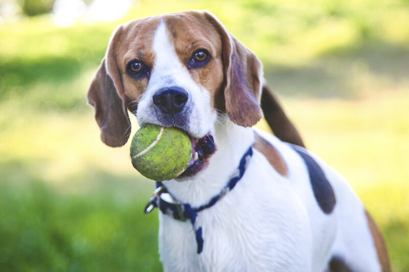 Fetching the ball