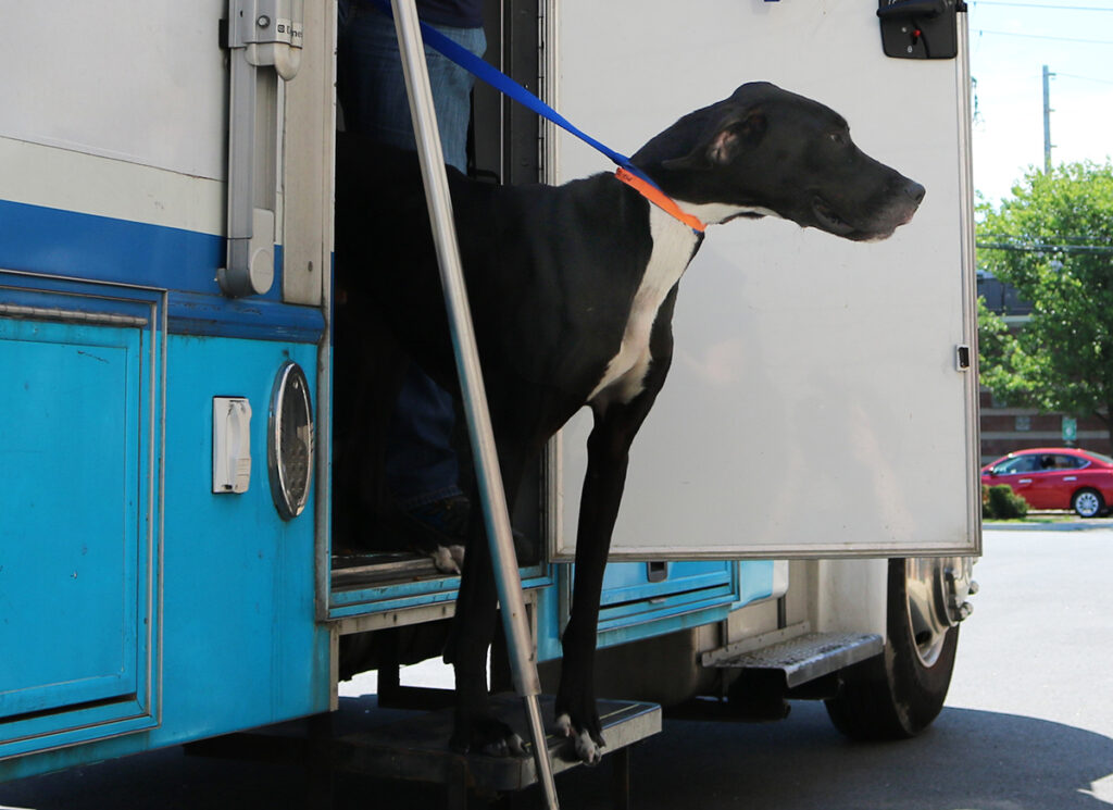 rescue-national-mill-dog-mill-rescue-jackson-great-dane-051521-IMG_1457v3