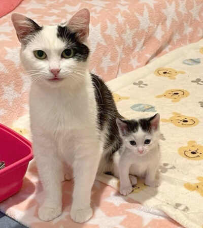 beths-blog-june-mama-brookville-and-kitten