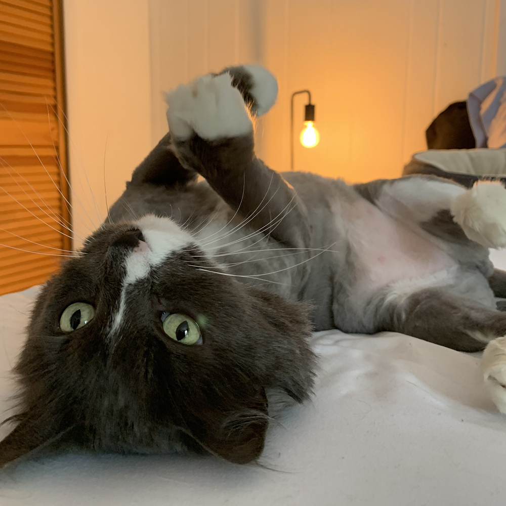 spotlight-stories-clooney-post-adopt-1-sqr