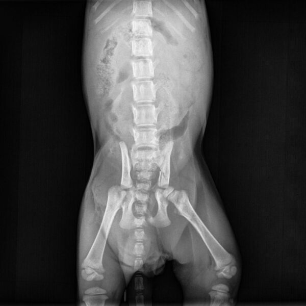 spotlight-stories-snuggles-xray-050521