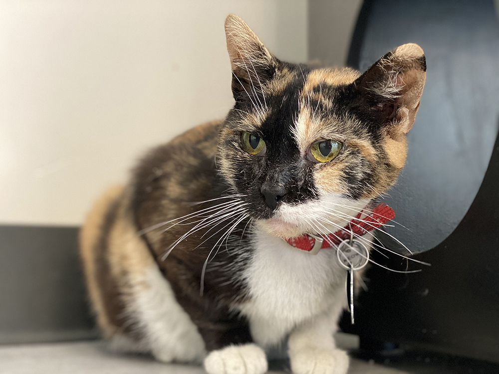 featured-pet-aja-wv0700-adoptable-062121a