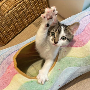 beths-blog-oct2021-arthur-kitten