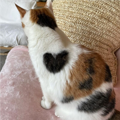 beths-blog-oct2021-max-heart