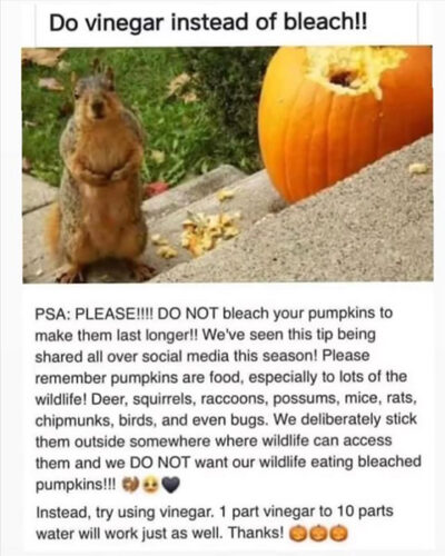 beths-blog-oct2021-use-vinegar-on-pumpkins
